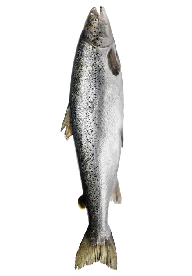 NORVEN. SMM з норвезьким вайбом